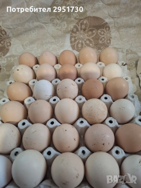 домашни яйца , снимка 1