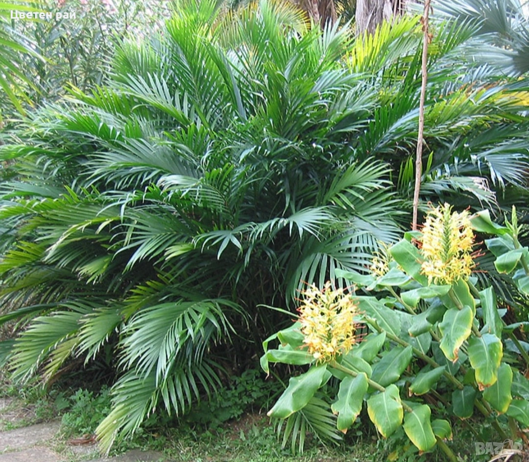 Палма Хамедорея елегантс в саксия ф13 , снимка 1