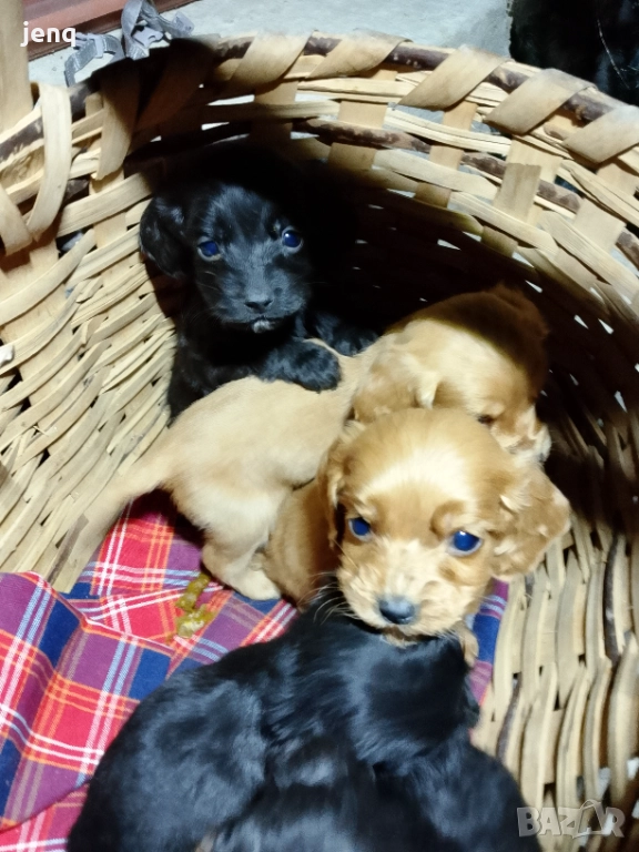 Малки кокер шпаньоли, снимка 1