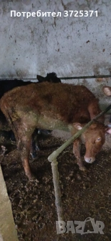 Продавам 5 бр женски телета , снимка 6 - Крави - 53506529