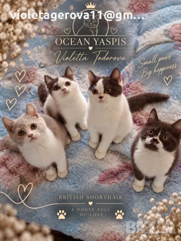 Британски котки , снимка 5 - Чинчили - 56216056