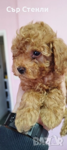 ТОЙ ПУДЕЛ 5 момчета, снимка 5 - Пудели - 53799744