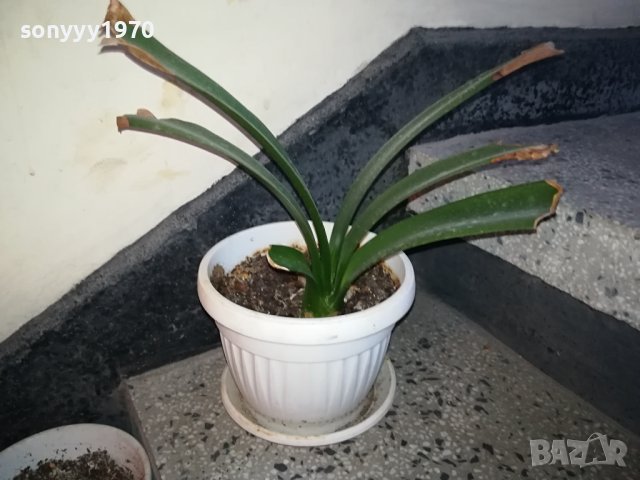 ЦВЕТЕ В САКСИЯ-ПАЛМА 1802240827, снимка 5 - Стайни растения - 44348348