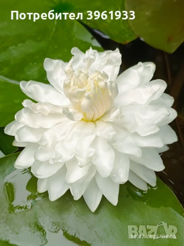 Продавам сортови Водни лилии , снимка 7 - Градински цветя и растения - 53253867