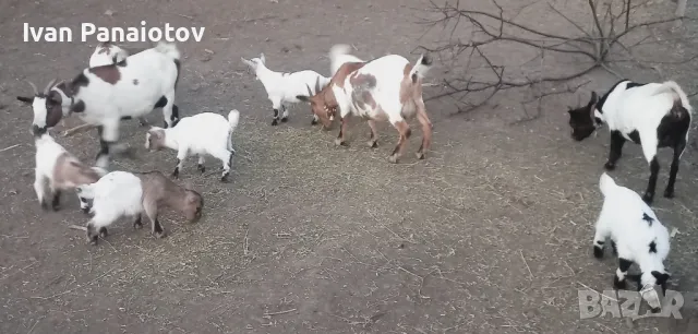 продавам мини козички, снимка 4 - Кози - 47564821