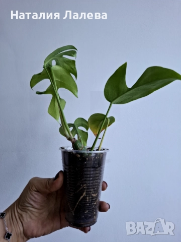 Монстера, monstera minima, снимка 3 - Стайни растения - 52970985