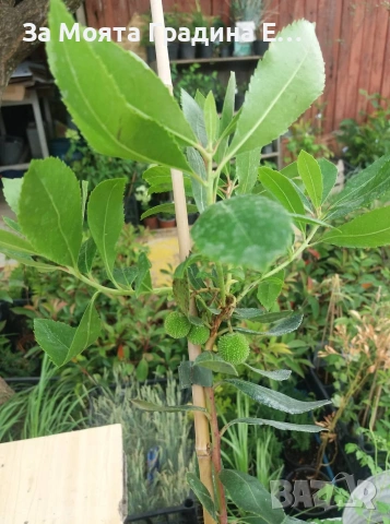 Ягодово дърво , снимка 8 - Градински цветя и растения - 53620994