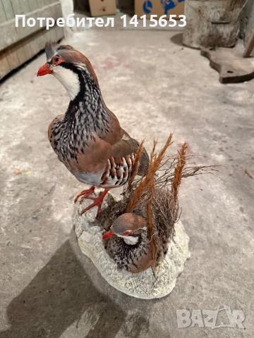 Продавам препариран кеклик, снимка 3 - Антикварни и старинни предмети - 52931106