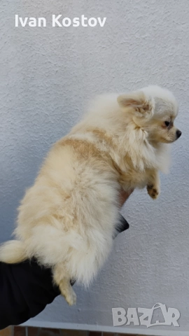Продавам померанчета, снимка 6 - Померан - 52696744
