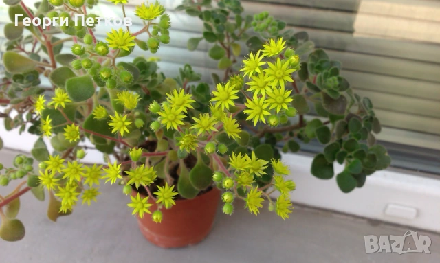 Дърво на Парите (Айхризон), с височина около 20-25 см., снимка 4 - Стайни растения - 53235084