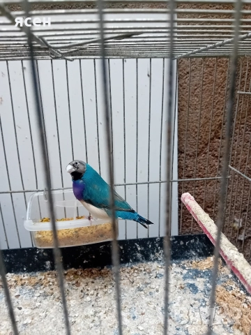 Продавам мъжка синя гулдова 2025г, снимка 2 - Амадини - 52974312