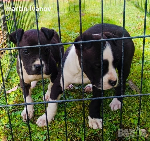 Маки питбули, снимка 7 - Питбул - 52840450