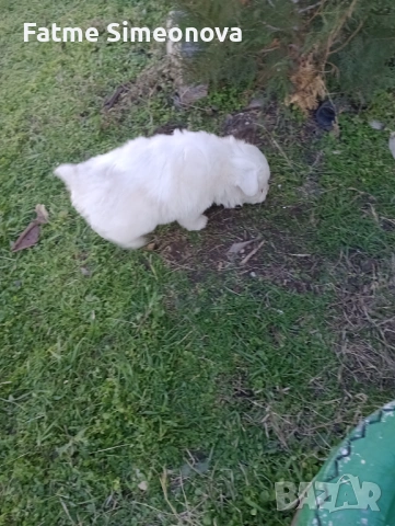 Малки кученца , снимка 4 - Други - 53033685