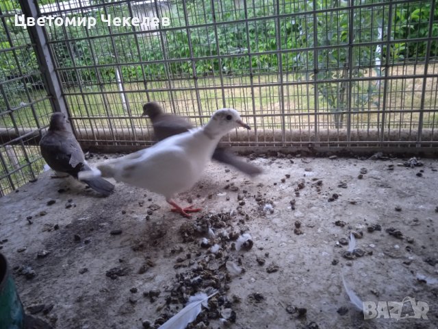 Сенегалски гургулици-1 мъжки, снимка 7 - други­ - 41202178