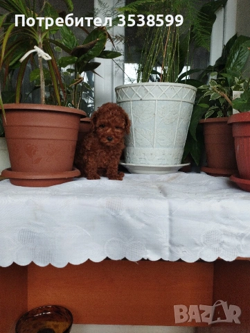 Той Пудел., снимка 6 - Пудели - 53365753