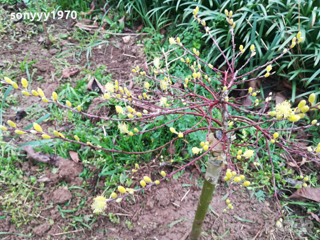 ВЪРБА 60СМ 1203240844, снимка 7 - Градински цветя и растения - 44725165