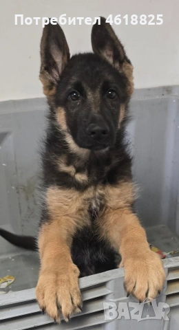 Немски овчарки Топ, снимка 2 - Немска овчарка - 53389024