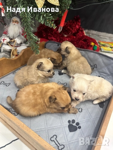 Немски шпиц