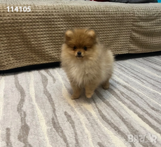 Померан мъжки, снимка 1