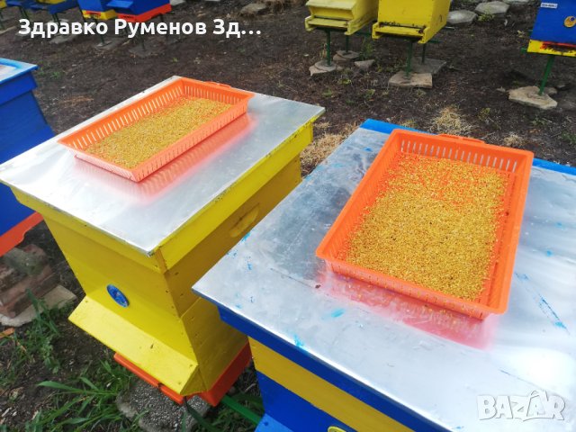 Пчелен прашец - 2025 година, снимка 5 - Пчелни продукти - 41354145