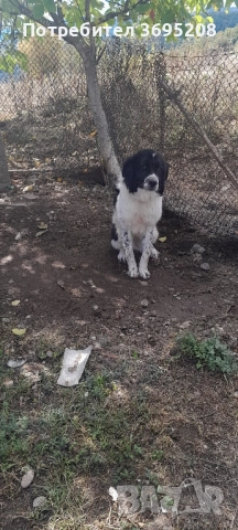 Продавам Каракачанско куче (женско) 