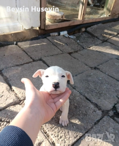 дого аржентин продава се*, снимка 4 - Дого аржентино - 52467327