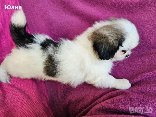 Японски хинчета, снимка 10 - Други - 52506287