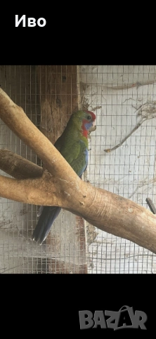 Двойка червени пенанти , снимка 2 - Папагали - 53782616