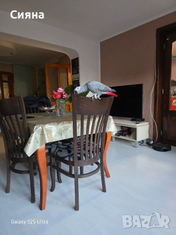 кралско жако, снимка 3 - Папагали - 52881352