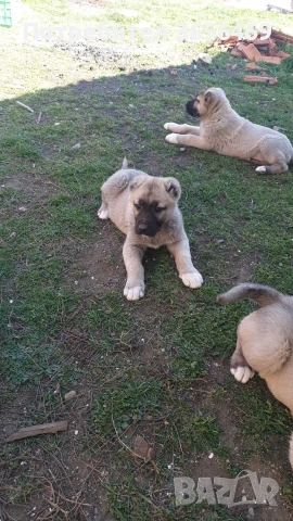 Породисти КАНГАЛИ., снимка 9 - Кангал - 53622874