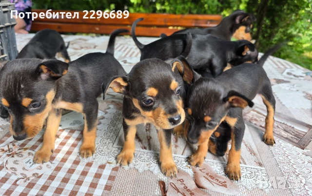 Пинчери, снимка 1