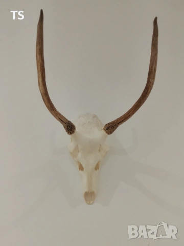 Череп с рога , снимка 5 - Други - 53748064