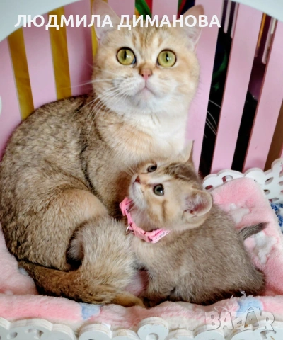 Шотландско мъжко златна чинчила. 