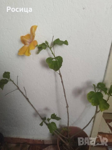 китайска роза, снимка 2 - Стайни растения - 52487278