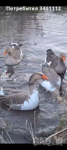 продавам голям гъсок за клане и тамазлък 