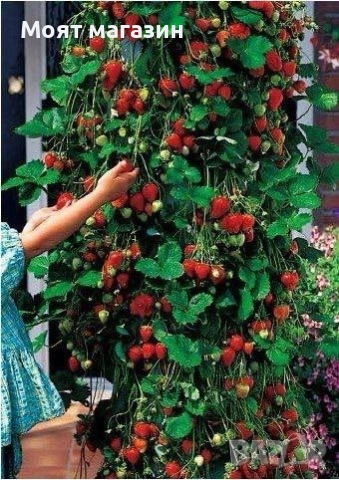 Ягоди три вида, снимка 6 - Градински цветя и растения - 53645273