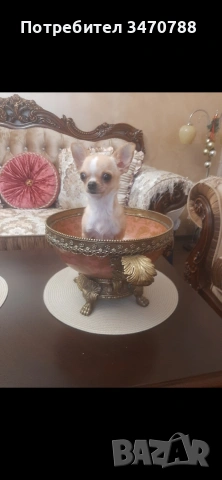 мини чихуахуа 