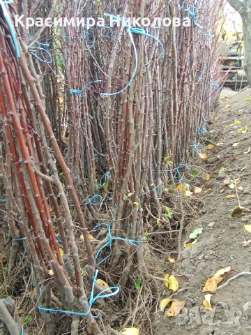 Продавам овощен посадъчен материал, снимка 3 - Разсади - 52362615