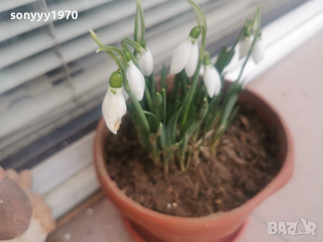 ЛОТ ОТ КОКИЧЕТА-ГРЪМ В САКСИЯ И ЛУКОВИЦИ 0702261803, снимка 5 - Градински цветя и растения - 53394722