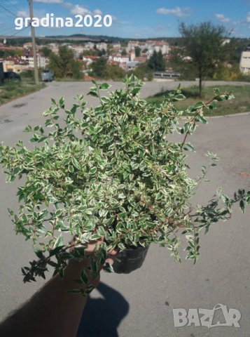 Абелия/ Abelia x grandiflora 'Confetti', снимка 5 - Разсади - 37551816