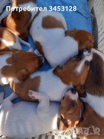 Джак ръсел териер