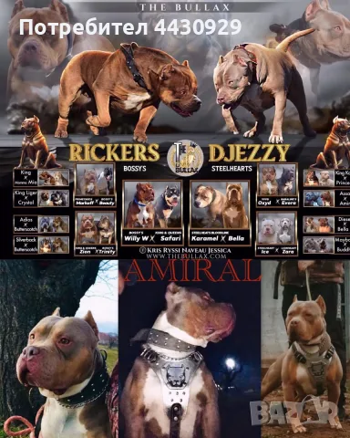 American Bully XL, снимка 15 - Американски стафордширски териер - 56359868