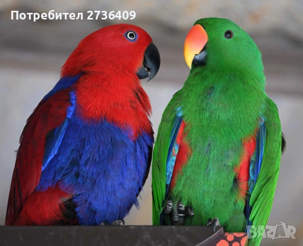 Папагали Еклектус 