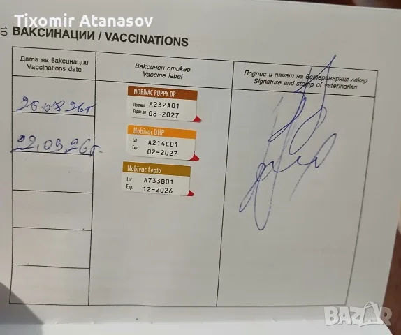 Пинчер.         ., снимка 2 - Пинчер - 56262358