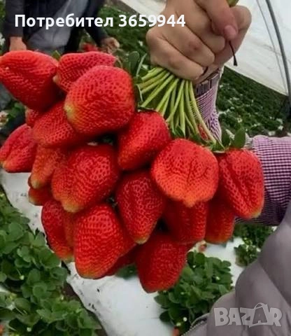 🌱 Качествен Разсад Ягоди и Малини – Директно от Производител!, снимка 9 - Градински цветя и растения - 53638416