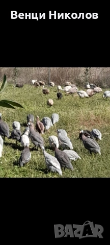 Продавам Токачки , снимка 2 - други­ - 52328458