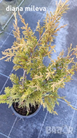 Хвойна Старо Злато, Juniperus Old Gold, вечнозелен и студоустойчив, снимка 7 - Градински цветя и растения - 39205397