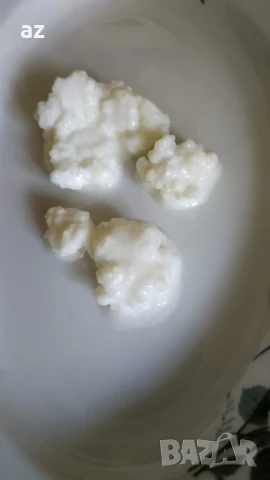 тибетска гъба