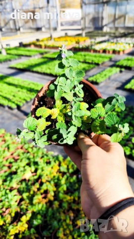 Непета, Nepeta, многогодишна и студоустойчива!!, снимка 5 - Градински цветя и растения - 52425887