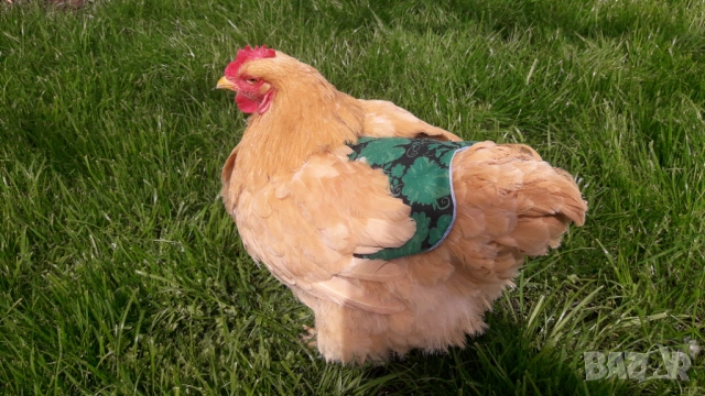 Седло за кокошки